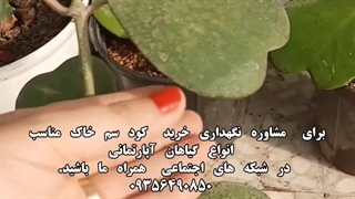 قیمت معرفی بهترین مخصوص اسپری گل طبیعی ارگانیک مغذی تمیز براق کننده برگ گیاهان آپارتمانی شاینی