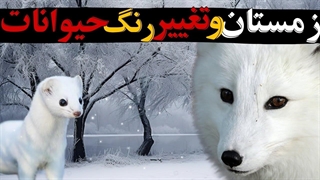 حیوانات سردسیر در زمستان رنگ عوض میکنند