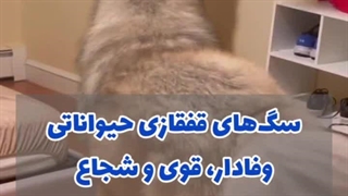 معرفی سگ قفقازی
