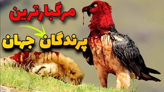 کشنده ترین و مرگبارترین پرنده های جهان