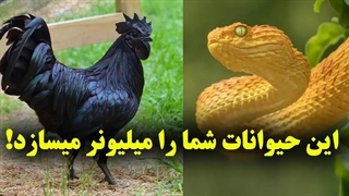 اگر این حیوانات را دریابید، شما صاحب یک میلیون دلار خواهید شد