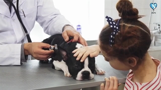 چطور هزینه نگهداری حیوون خونگی ام را کم کنم ؟