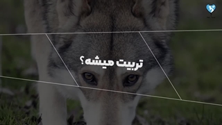 سگ گرگی زیباترین و خطرناک‌ترین سگ دنیا 