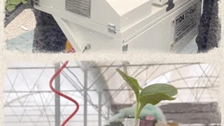 آموزش پیوند نشا توسط ماشین پیوندزن نشا