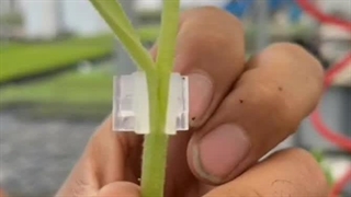 پیوند زن تیداپارس برای نشای پیوندی