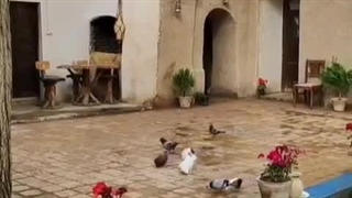 خونه هر چی که باشه باید سبز باشه