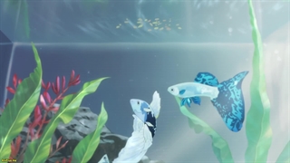 انیمه  اشاره‌ای از علاقه Yubisaki to Renren قسمت 1