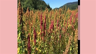 حتما گوش کنید توضیحات کامل درباره دانه کینوا سه رنگ (هانی فود)