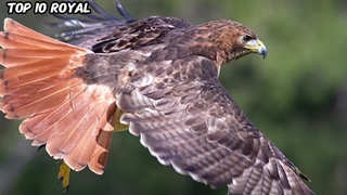 خطرناکترین حیوانات جهان : 10 پرنده مرگبار دنیا که به راحتی میتونن شمارو به کشتن بدن!!!