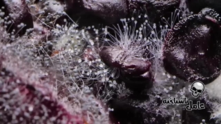 یک قارچ خطرناک در حال پخش شدن در تمام بیابان های زمین است