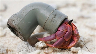 لحظاتی که در اون نبوغ حیوانات همه رو شگفت زده کرد!!