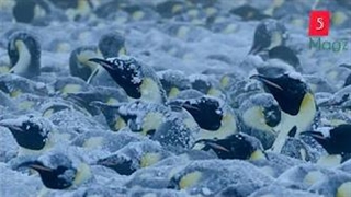 مستند پنگوئن های امپراتور