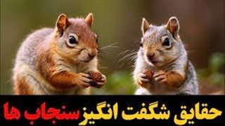 آشنایی با جذابیت‌های مخفی سنجاب ها