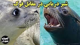 مقایسه شیر دریایی و فوک دریایی