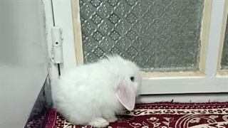 ویدیو رضایت مشتری عزیز و مهربون مون از استان یزد شهرستان ابرکوه