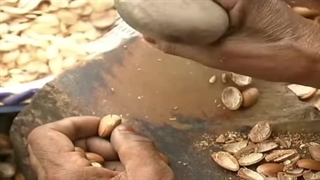 نحوه تولید روغن آرگان