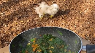 طرز تهیه تهچین مرغ و اسفناج با برنج طارم هاشمی فسفری