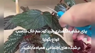روش نحوه آموزش نکات طلایی نگهداری مراقبت پرورش نور رطوبت دما بهترین خاک کود سم تعویض گلدون گلدان محیط مناسب گل آپارتمانی بگونیا