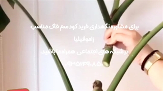 روش نحوه آموزش نکات طلایی نگهداری مراقبت پرورش نور رطوبت دما بهترین خاک کود سم تعویض گلدون گلدان محیط مناسب گل برگ انجیری فر