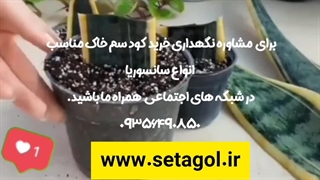 روش نحوه آموزش نکته طلایی نگهداری مراقبت پرورش نور رطوبت دما بهترین خاک کود سم تعویض گلدون گلدا محیط مناسب گل سانس وریا سانسوریا