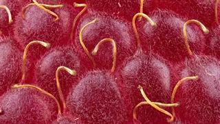 اشیاء روزمره در ماکرو