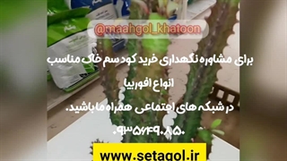 روش نحوه آموزش نکات طلایی نگهداری مراقبت پرورش نوررطوبت دما بهترین خاک کود سم تعویض گلدان محیط مناسب گل گیاه کاکتوس افوربیا