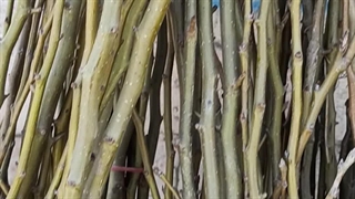 نهال گلابی اسپادانا در نهالستان تک فیدان