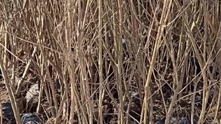 خرید نهال انار از شرکت فیدان نهال مهندس علی ارجمند