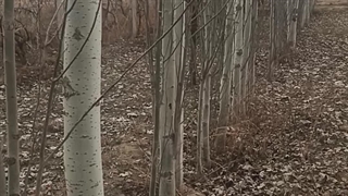 خرید نهال کبوده نهالستان تک فیدان