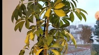 علت زرد شدن برگ شفلرا