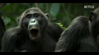 دانلود مستند امپراتوری شامپانزه ها Chimp Empire 2023