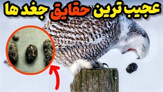 دانستنی عجیب و مرموز جغد ها