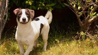 چرا سگ خودشو می خارونه ؟