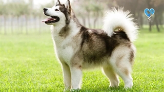 سگ اشپیتز: حقایق جالب درباره سگ اشپیتز