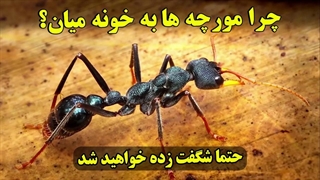 اگه علت آمدن مورچه ها در خانه رو بشنوین، حتما تعجب میکنین!