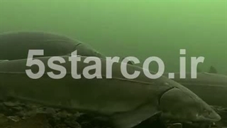 فروش انواع ماهی خاویار با بهترین قیمت