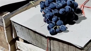 فروش نهال انگور سیاه دیمی بصورت عمده و خرده 09144811631