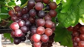 نهال انگور خارجی فلیم سیدلس در نهالستان تک فیدان