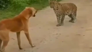 کلیپهای شاد و طنز شمالی