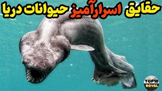 دانستنی عجیب  از حیوانات دریا