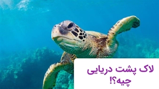 لاک پشت دریایی از عجایب حیات وحش!!!
