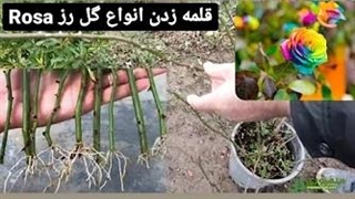 قلمه زدن گل رز تکثیر انواع گل رز به روش ساده و آسان