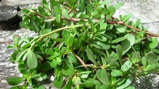 سبزی خرفه و فواید حیرت انگیزش