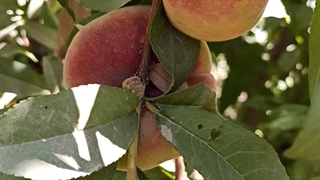 کاشت نهال هلو انجیری 09144811631