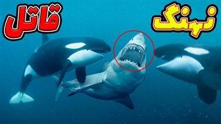 نهنگ قاتل | به همین دلیل که اورکاها را نهنگ قاتل مینامند 