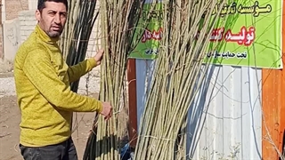 خرید و فروش نهال بید مجنون نهالستان تک فیدان