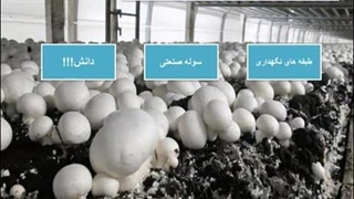 آموزش قارچ 10