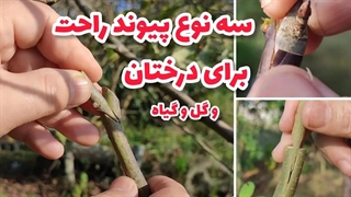 آموزش سه نوع پیوند ساده و راحت برای درختان و گل و گیاه