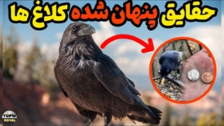 جالب ترین حقایق کلاغ ها