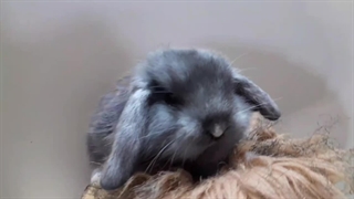 خرگوش لوپ هلندی طوسی (بلو) | پت پیک